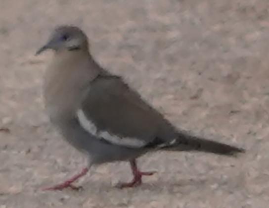 Rare White-winged Dove found in Linn